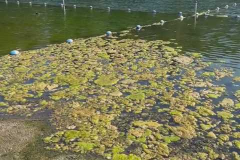 East Bay swimming restricted due to toxic algae