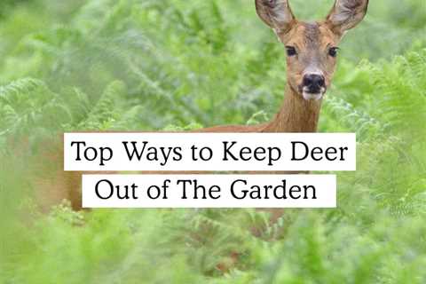 How To Preserve Deer Out Of Backyard Naturally and It Work!