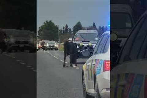 Cow has serious beef with passing motorists