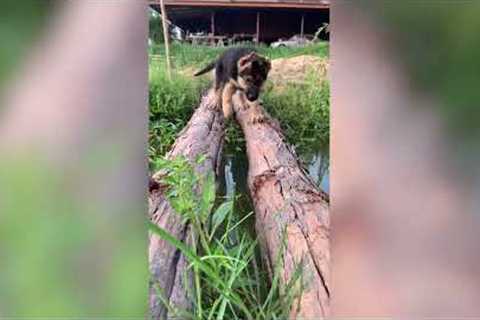 Determined puppy learns how to cross makeshift tree branch bridge