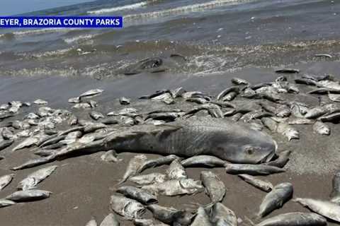 Crews clear tens of thousands of fish on beach in Brazoria Co.