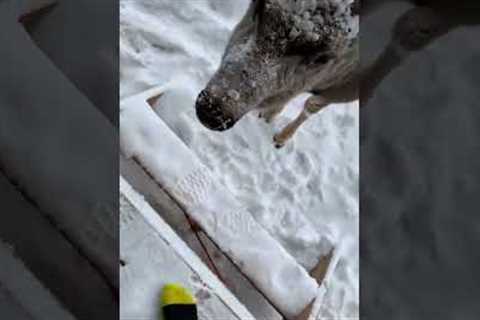 Friendly deer eats apple straight from man's hand