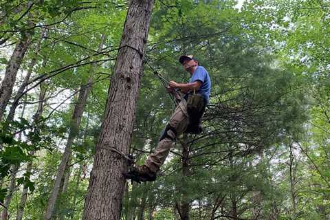 The Best Tree Saddles of 2023, Tested and Reviewed