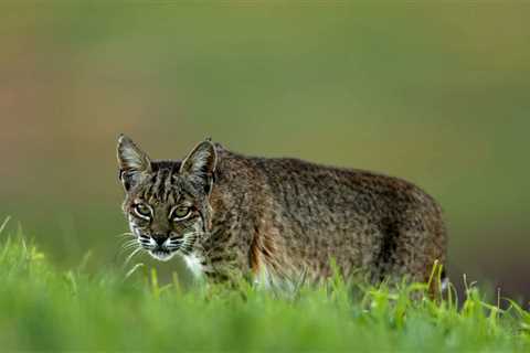 Camp Counselor Kills Rabid Bobcat That Attacked Him in His Sleep