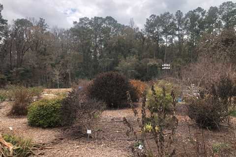 Tallahassee gardeners, wondering what to do about cold-damaged plants?