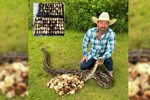 Florida Contractor Discovers Record-Breaking Nest of 111 Python Eggs