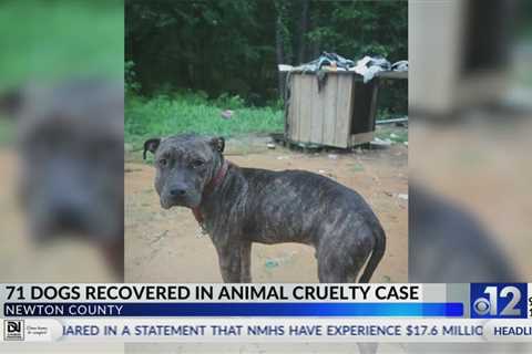 71 dogs recovered in Newton County animal cruelty case