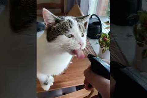 Strange cat only likes to drink from spray bottle