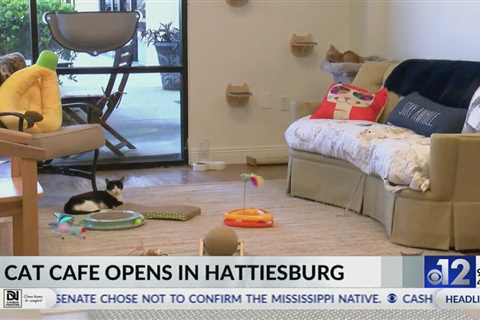 Hattiesburg cat café holds soft opening