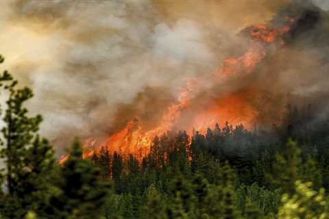 The ingenious tricks animals use to survive wildfires