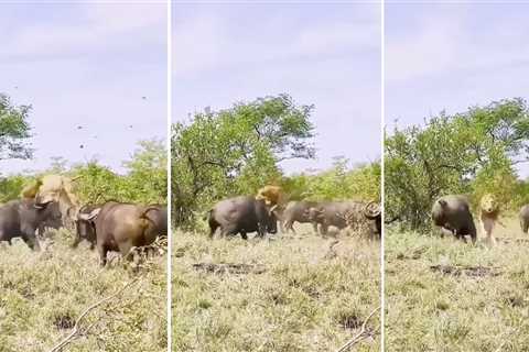 Watch: Lion Gets Tossed by a Herd of Cape Buffalo