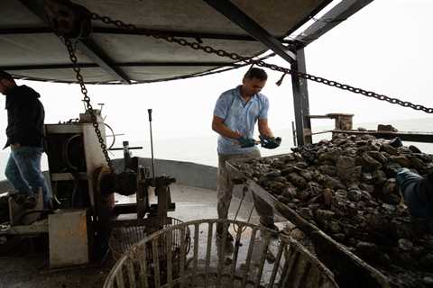 Texas recalls oysters, closes fishery in Galveston Bay