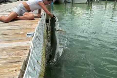 Little girl's arm nearly taken off by giant tarpon while feeding it