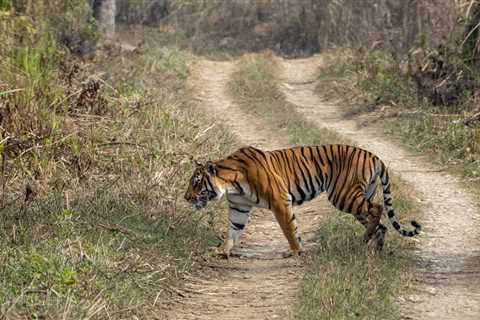 Nepali Minister Suggests Charging Foreign Hunters $25 Million to Hunt Tigers