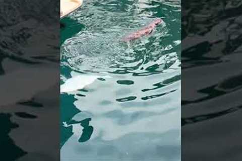 Otter and pup work together to lift large fish