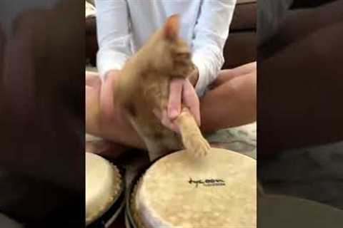 Tiny kitten plays the bongo drums