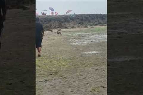 Dog falls in deep puddle while playing fetch