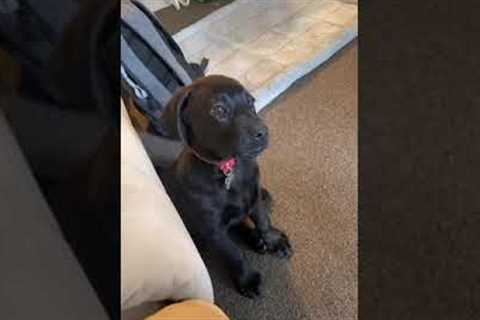 Puppy barks and whines while mom is away