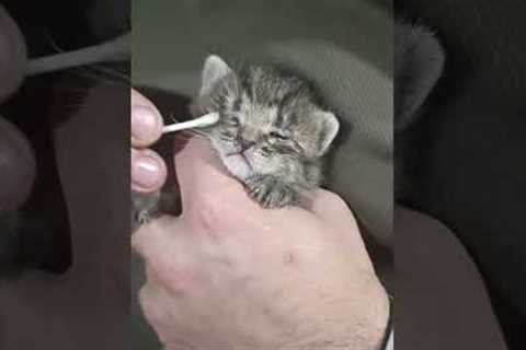 Ukrainian soldier cares for homeless kitten amidst conflict