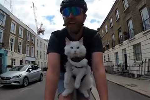 Totally relaxed deaf cat enjoys cycle trips around london