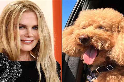 Nicole Kidman shares photo of poodle Julian in a car