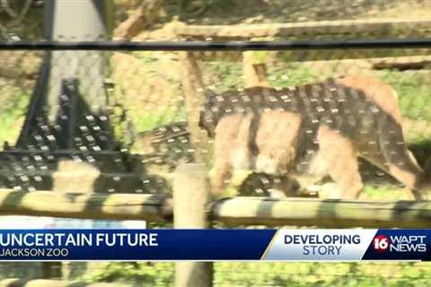 Jackson Zoo future in question