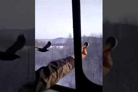 Train driver feeds crow flying alongside carriage