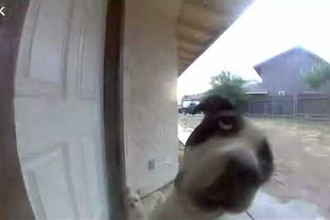 Responsible dog walks runaway dog back home and rings doorbell