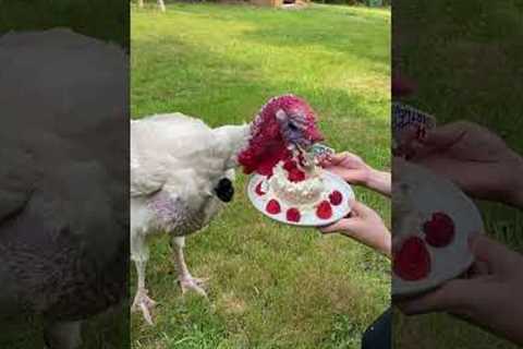 Frito The Turkey Gets Special Cake for His First Birthday