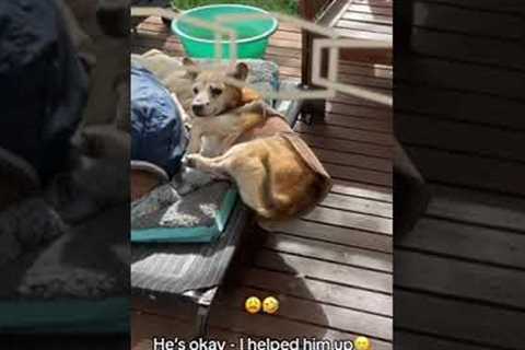 Senior dog slowly falls off edge of cot