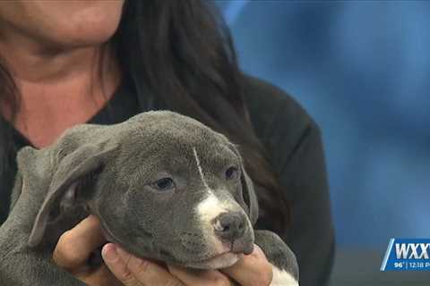 Pet of the Week: Ocean is looking for a forever home