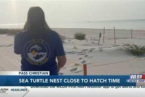 Sea turtle nest in Pass Christian close to hatching time