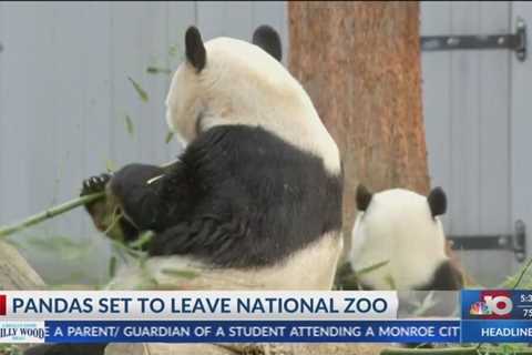 NBC 10 News Today: Pandas Leaving National Zoo