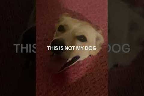 Woman finds a pup poking through her floor