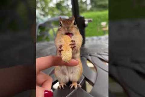 Feeding Peanuts to an Adorable Chipmunk Mom