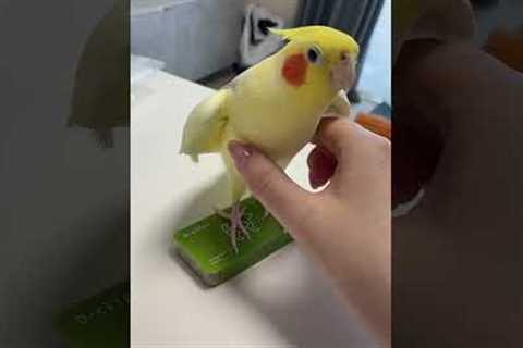 Cockatiel Turns Into a Squeaky Toy