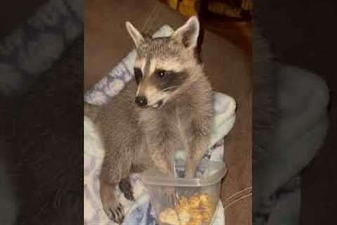 Lillie the Raccoon Enjoys a Late-Night Snack