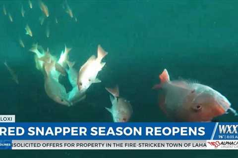 Red Snapper season reopens