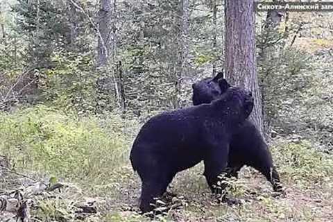 Young bears captured play fighting in front of hidden camera