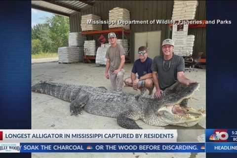 NBC 10 News Today: Mississippi State record for the longest alligator harvested