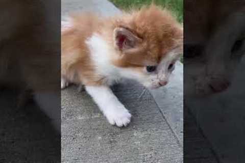 Kitten is Ed Sheerans doppelgänger