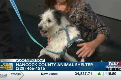 “The perfect dog” Duke is up for adoption at Hancock Co. Animal Shelter