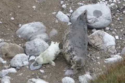 Seal Pup Gets A Back Scratch From Mom