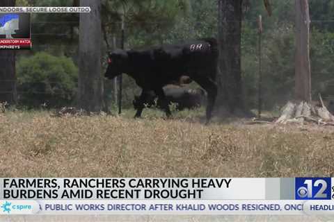 Mississippi farmers impacted by drought