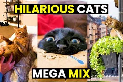 HILARIOUS Cats MEGA Mix - TOP 60 | Cats Are The BEST