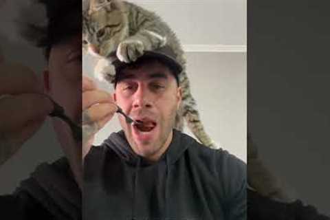 Clingy cat climbs on man's head while he tries to eat his lunch