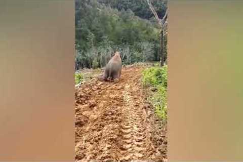 Playful elephant slides down muddy hill on its knees after rain in Thailand