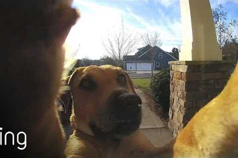 Watch How This Dog Uses a Ring Video Doorbell to Get Back In The House | RingTV