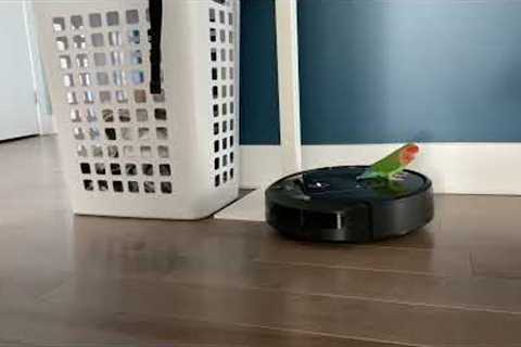 Cute bird has fun playing with robot vacuum while it cleans the house