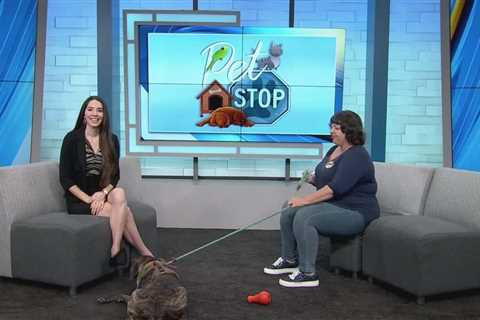 Pet Stop:  Theodore with Animal Aid for Vermilion Area